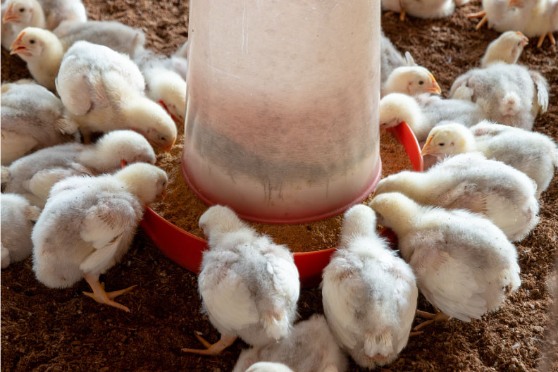 Broiler Production