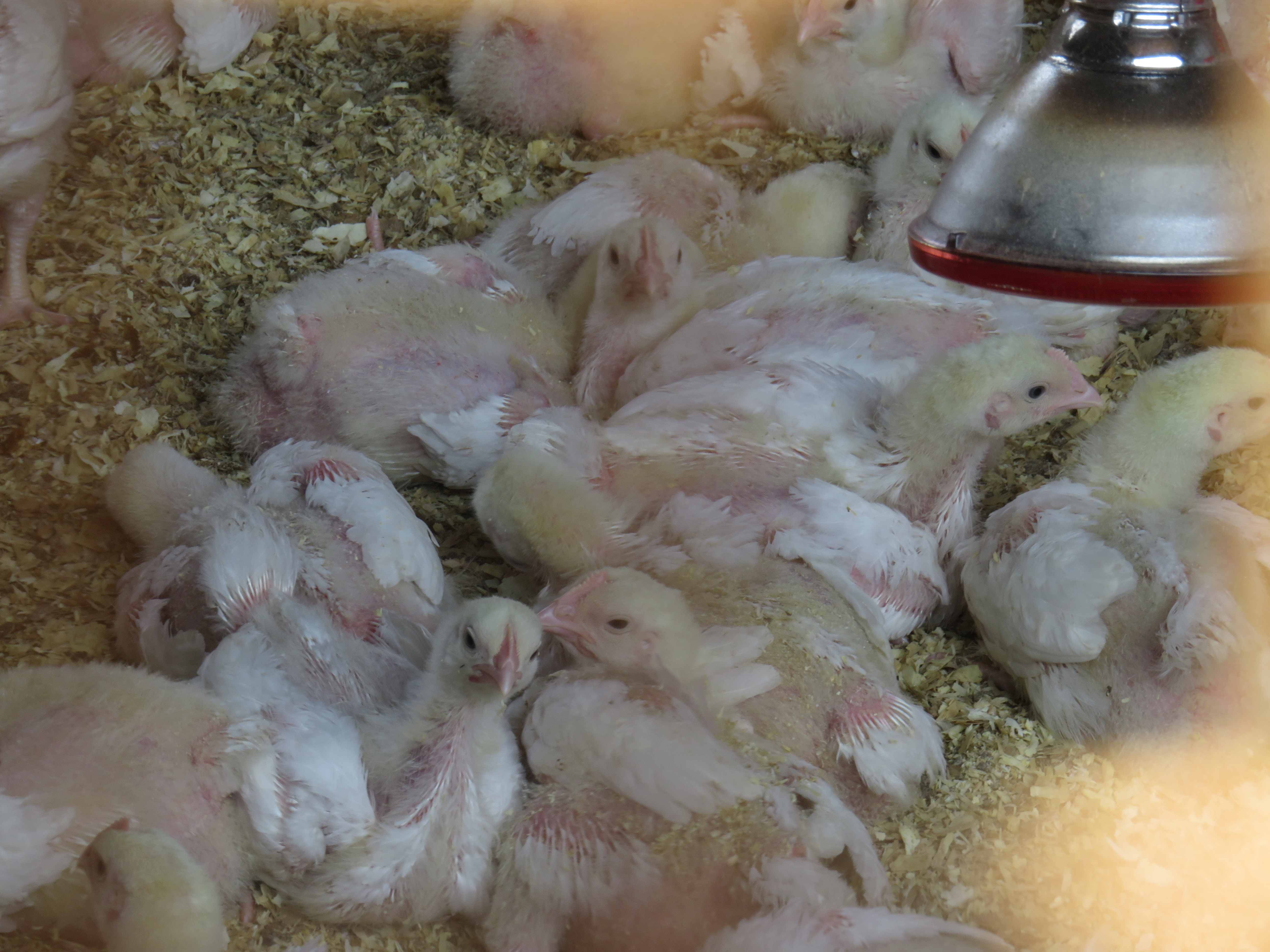 Hatchery