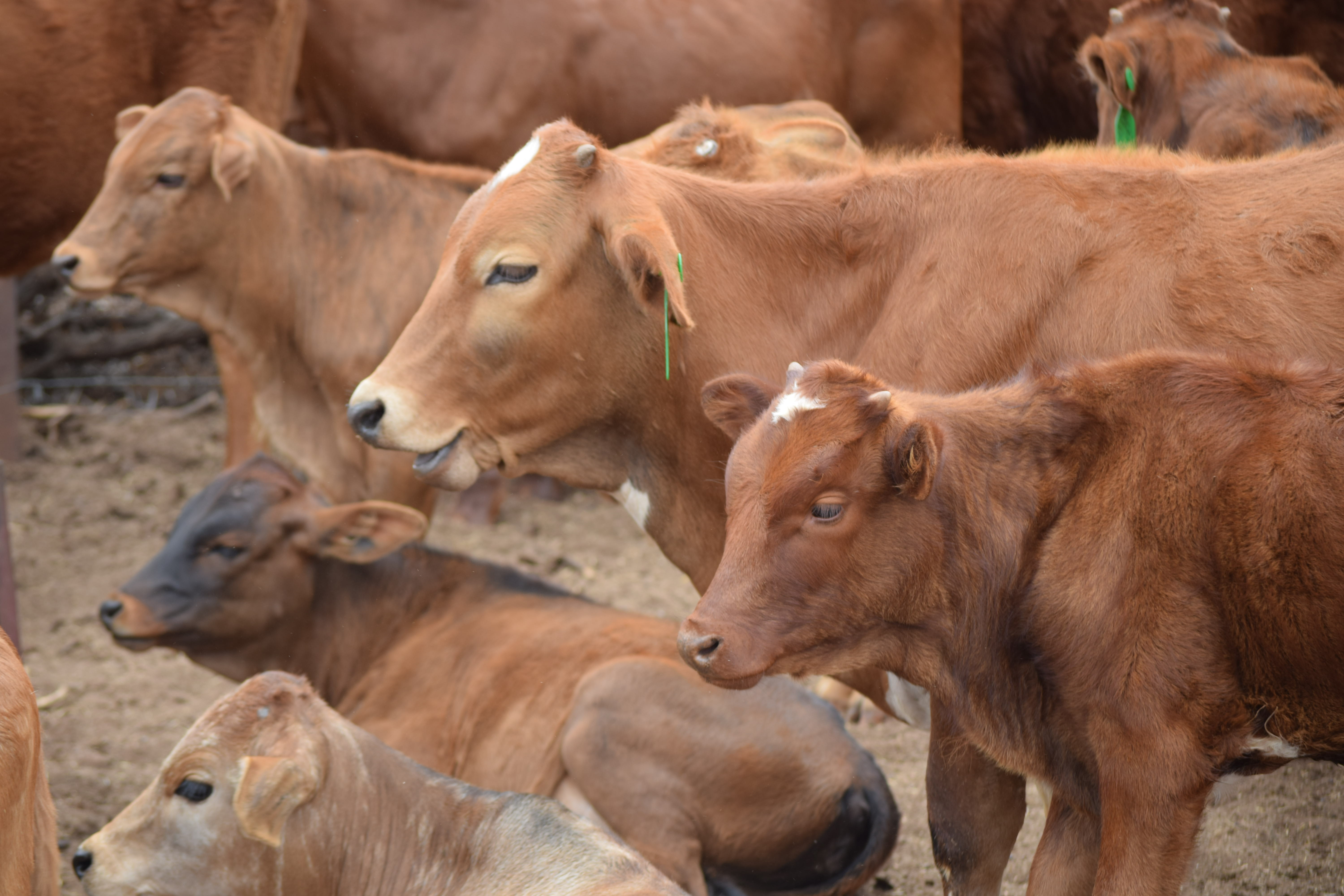 Livestock Production