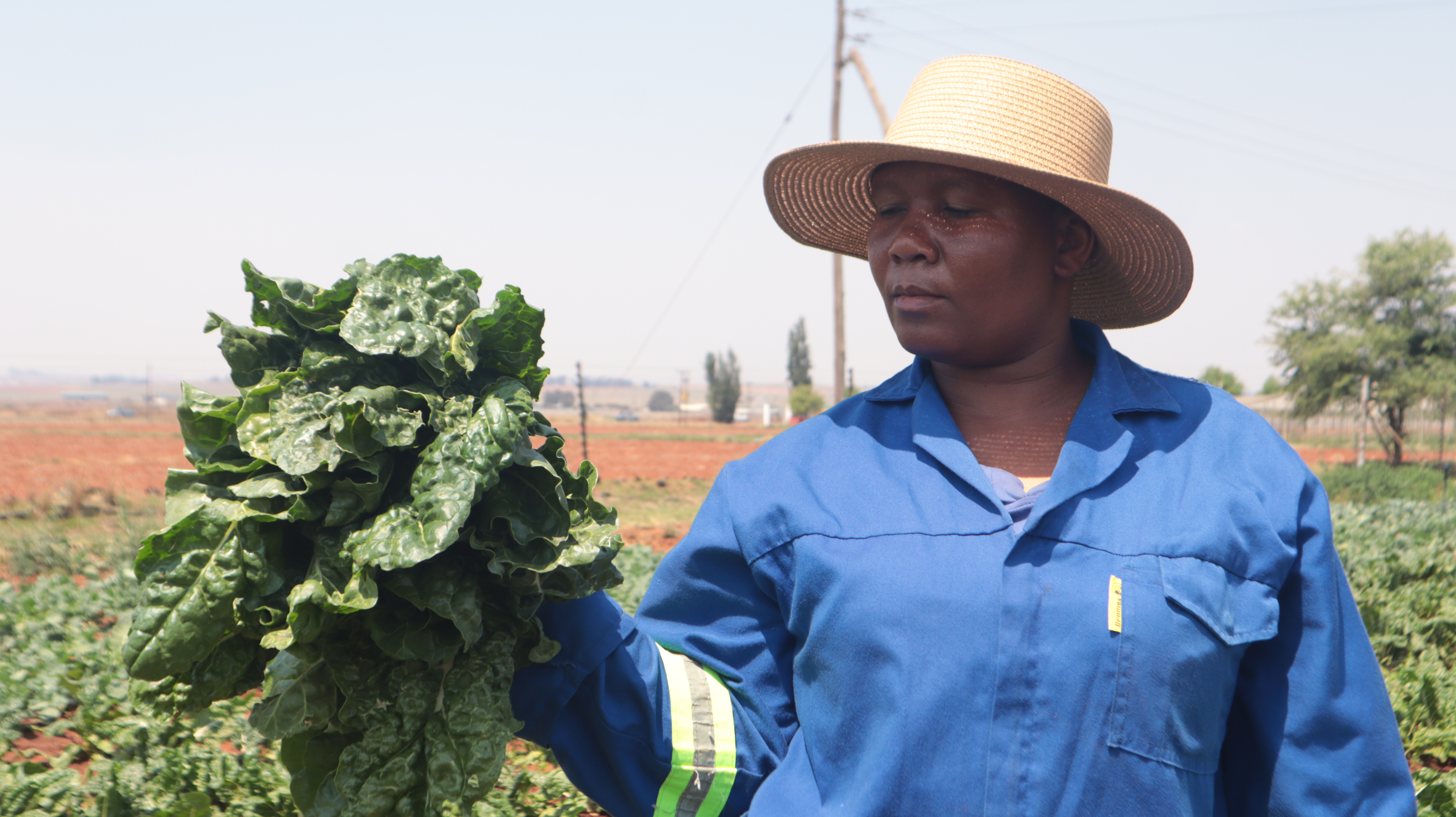 Introduction to Vegetable Production