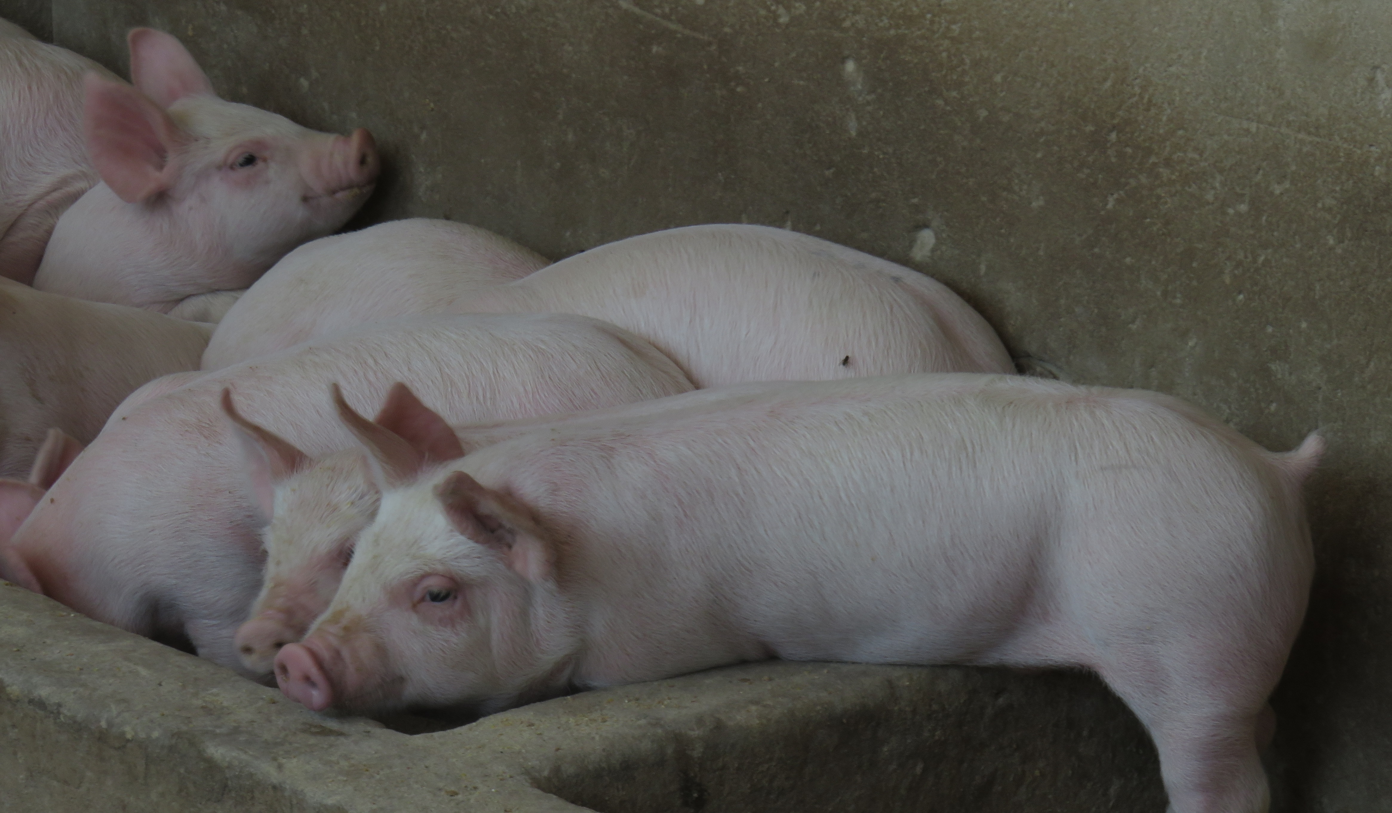 Introduction to Piggery