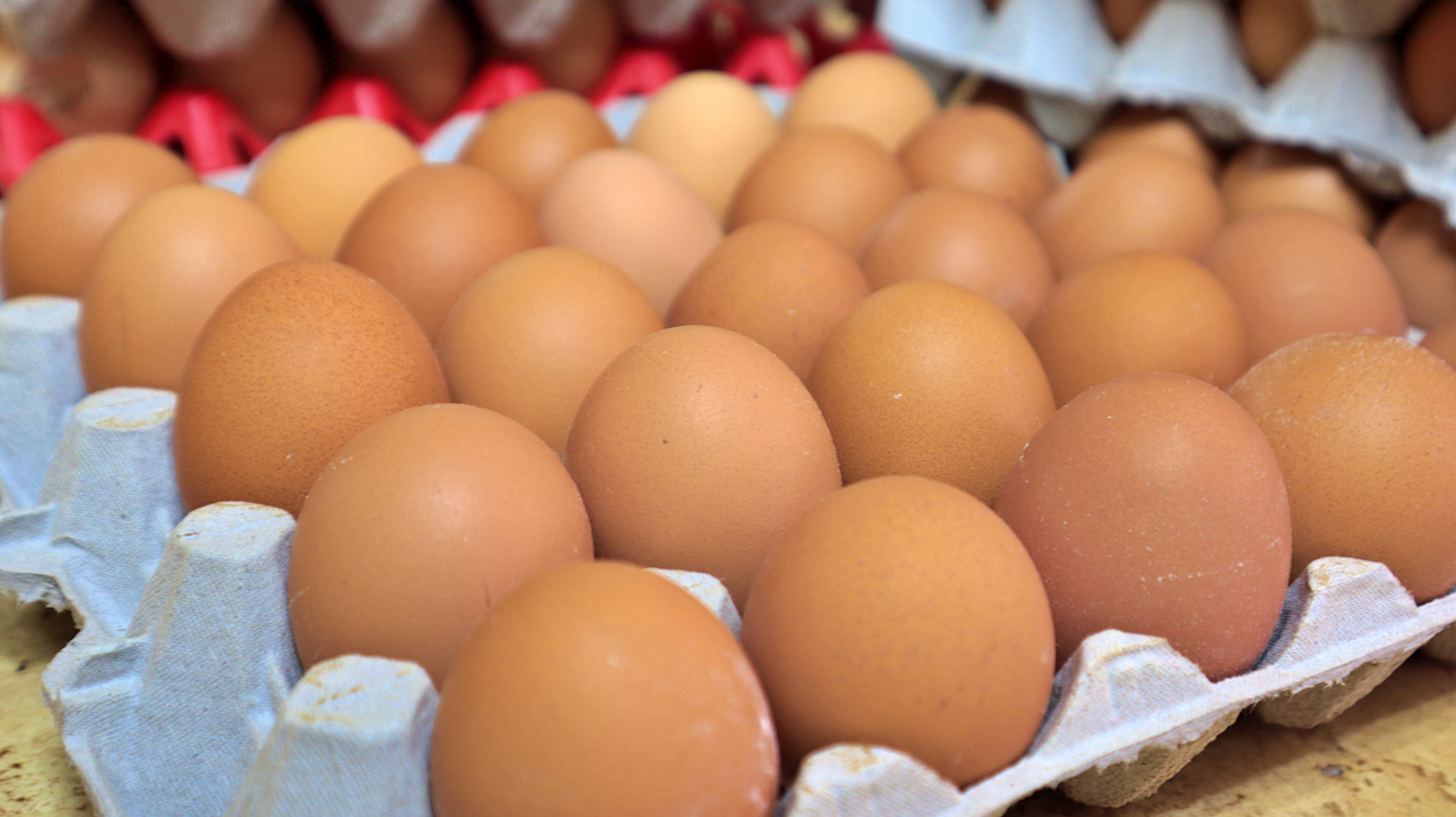 Poultry Production