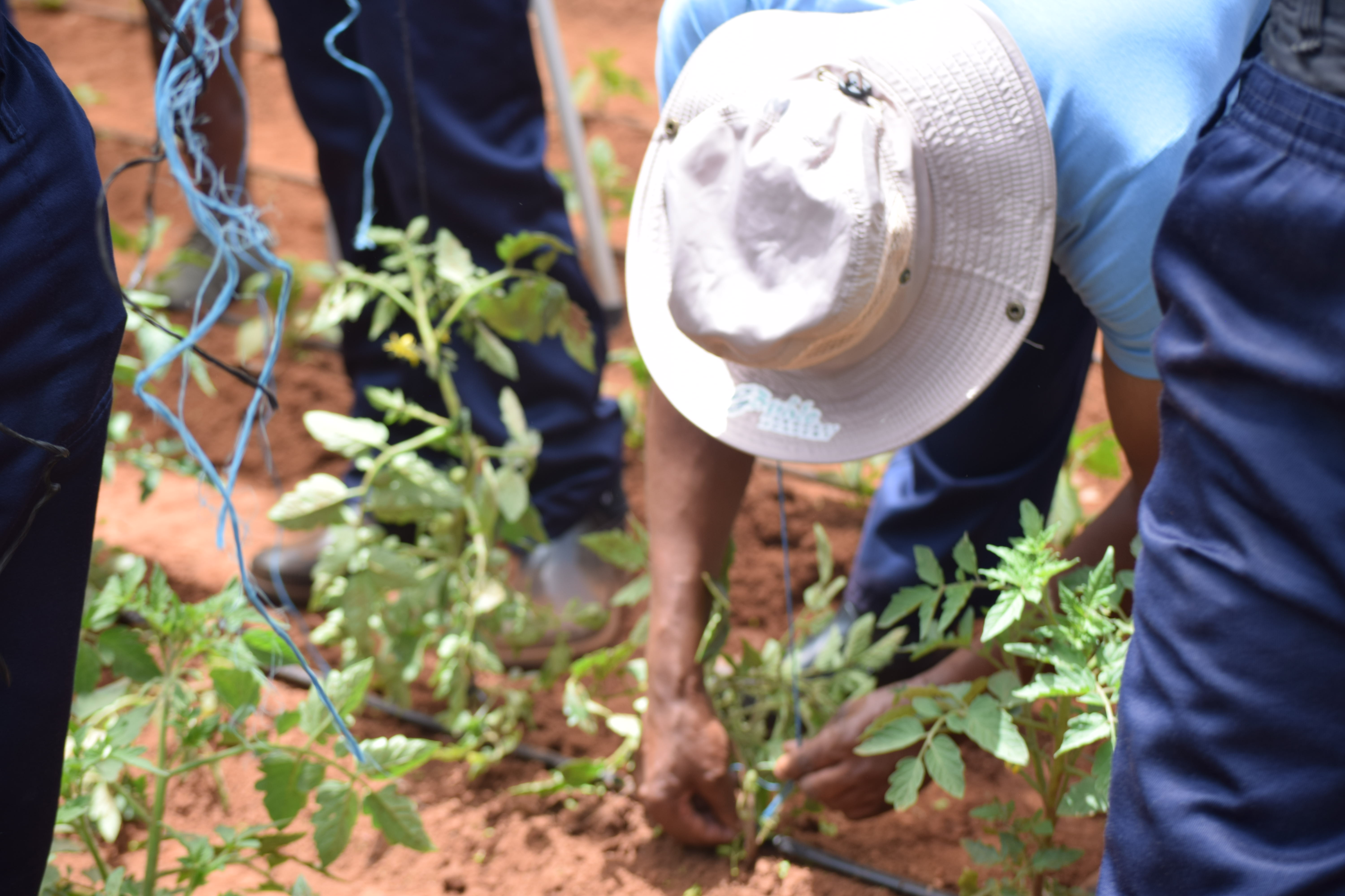 Buhle agronomist on-farm support