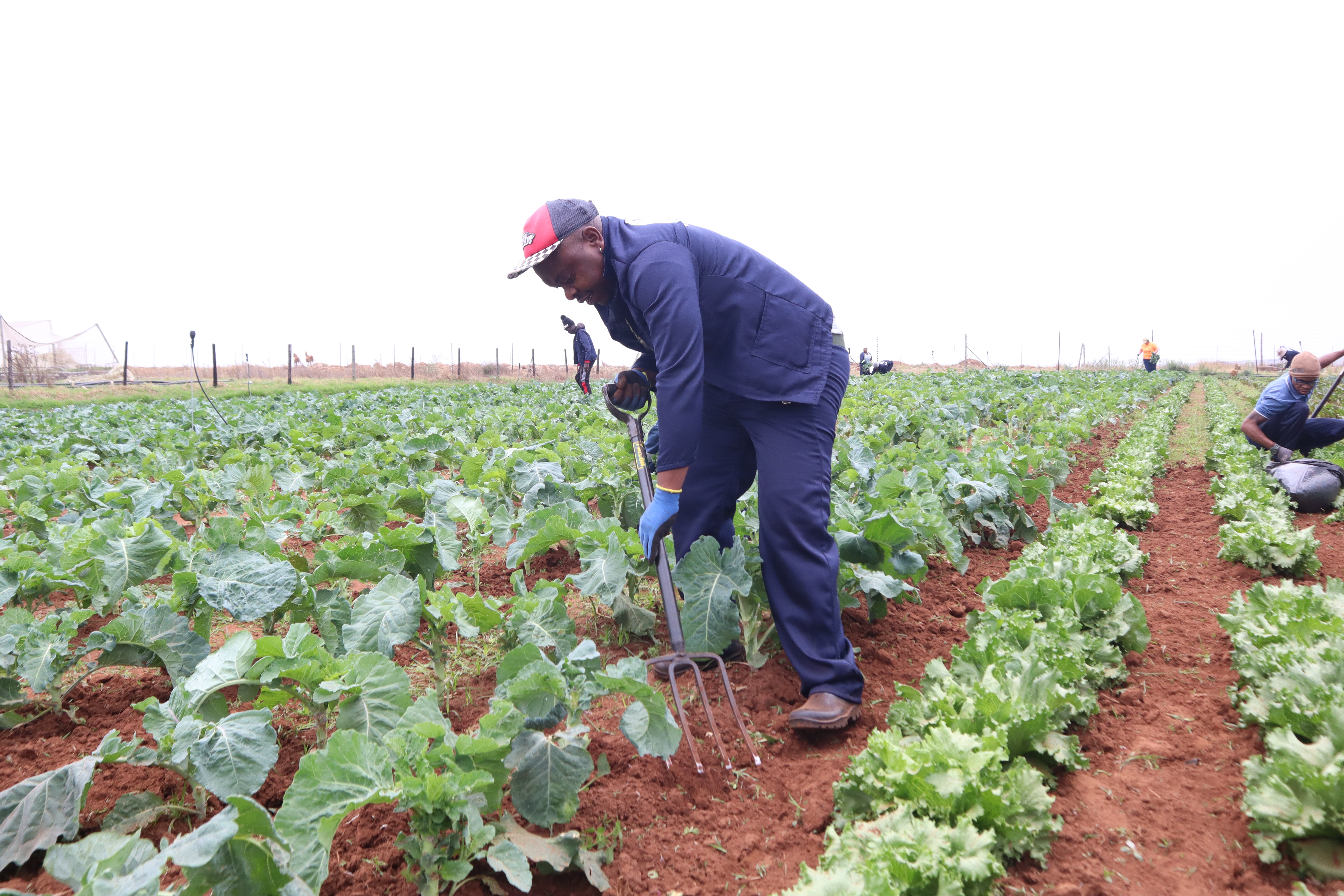 VEGETABLE PRODUCTION