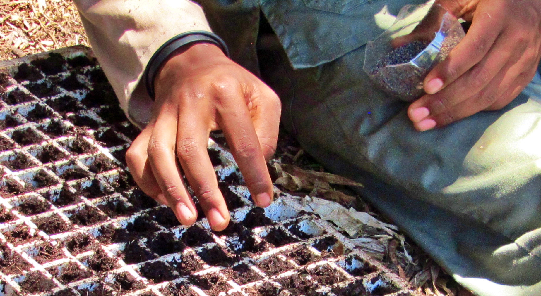 Seedling Production